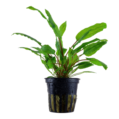 Cryptocoryne wendtii 'Green' Cryptocoryne wendtii 'Green'