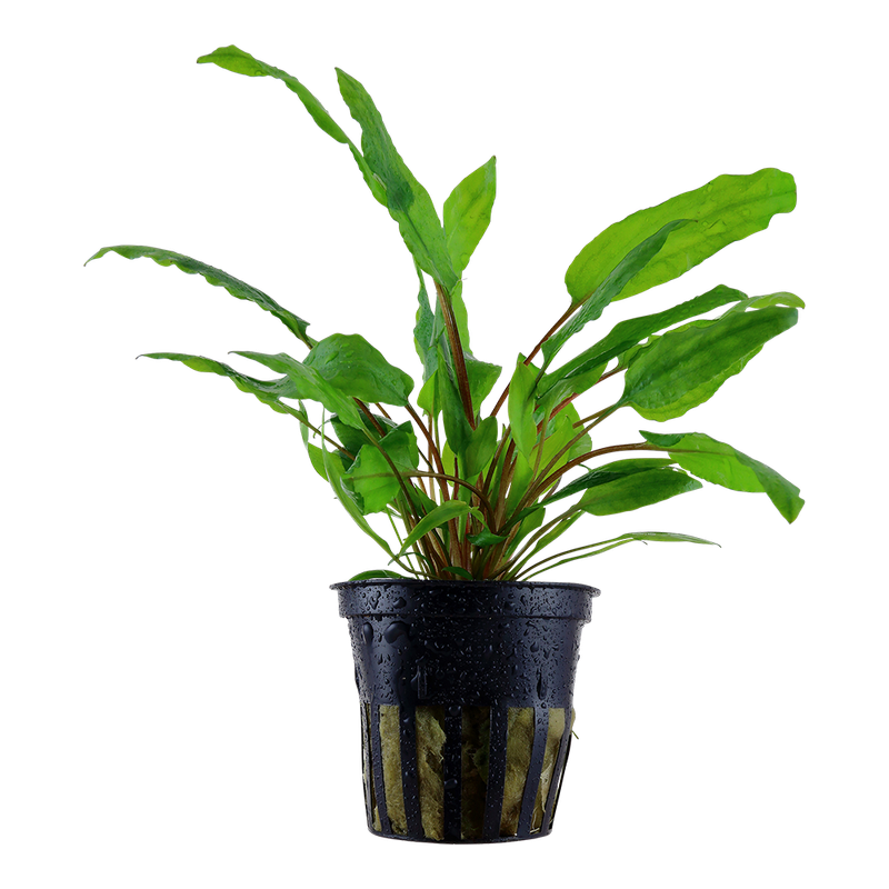 Cryptocoryne wendtii 'Green' Cryptocoryne wendtii 'Green'