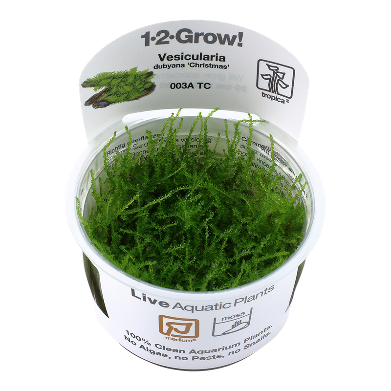 Vesicularia montagnei 'Christmas' mossa