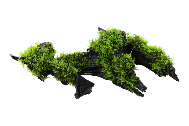 Vesicularia montagnei 'Christmas' på rot