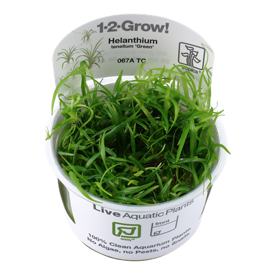 Helanthium tenellum 'Green'