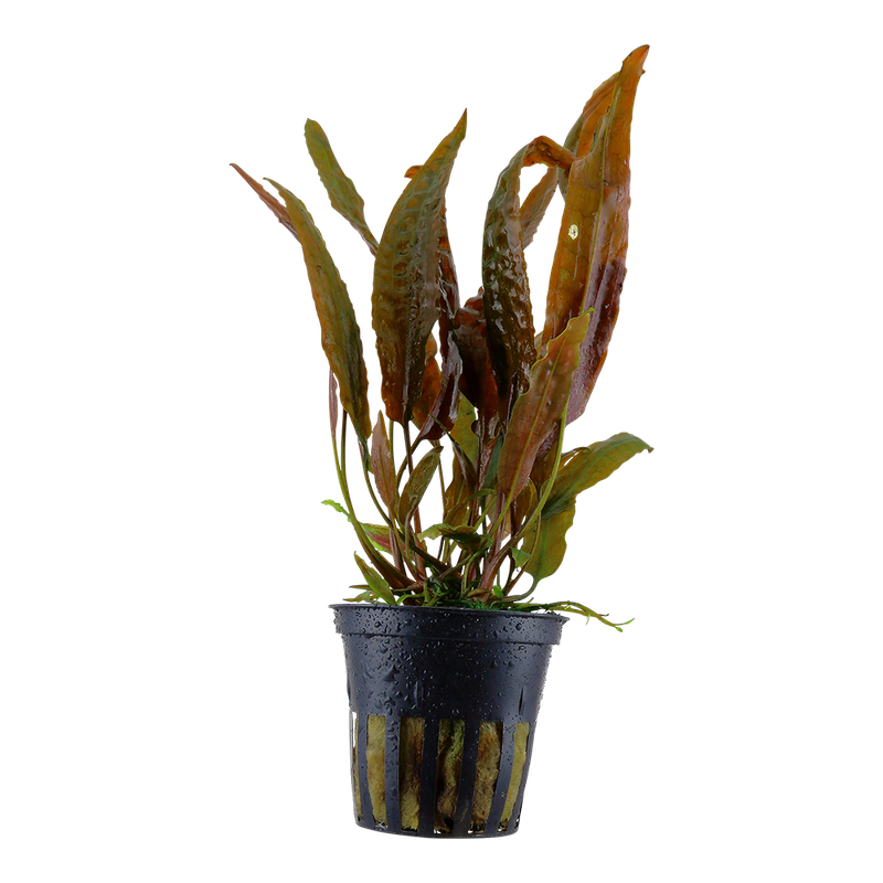 Cryptocoryne usteriana Cryptocoryne usteriana