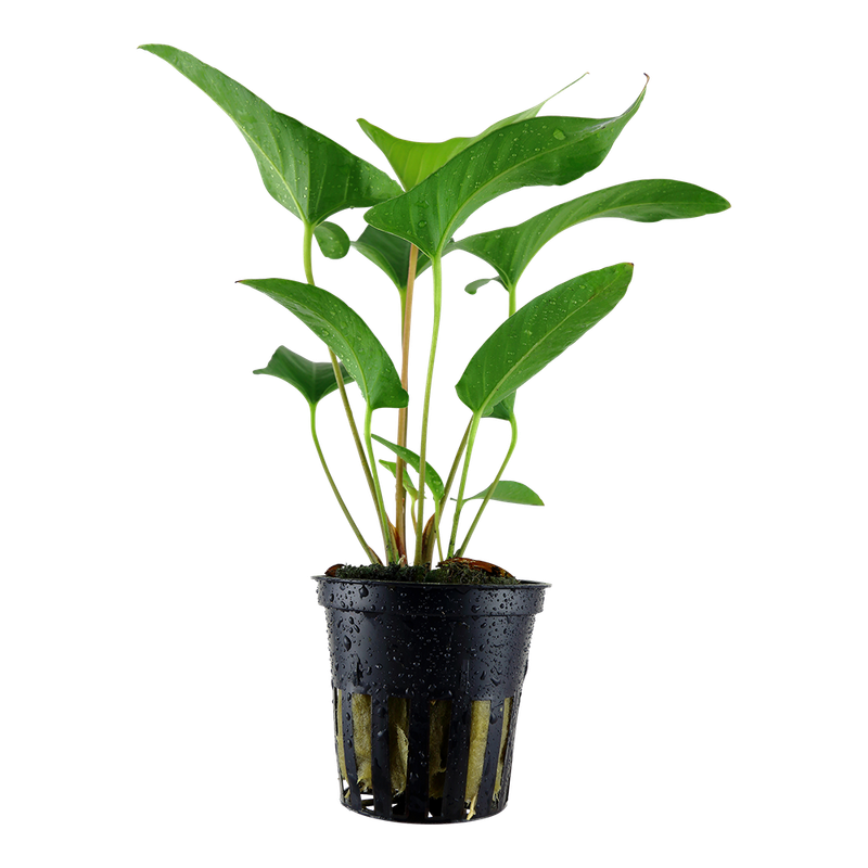 Anubias gracilis Anubias gracilis