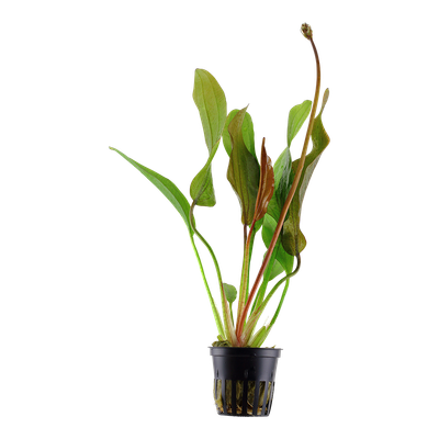 Echinodorus 'Red Diamond'