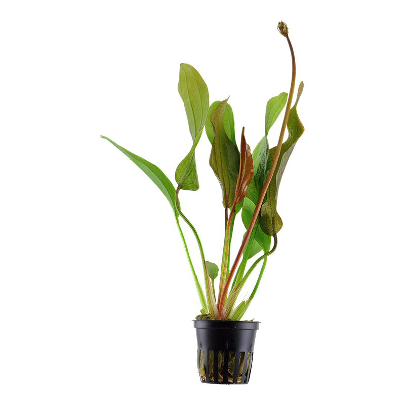 Echinodorus 'Red Diamond' Echinodorus 'Red Diamond'