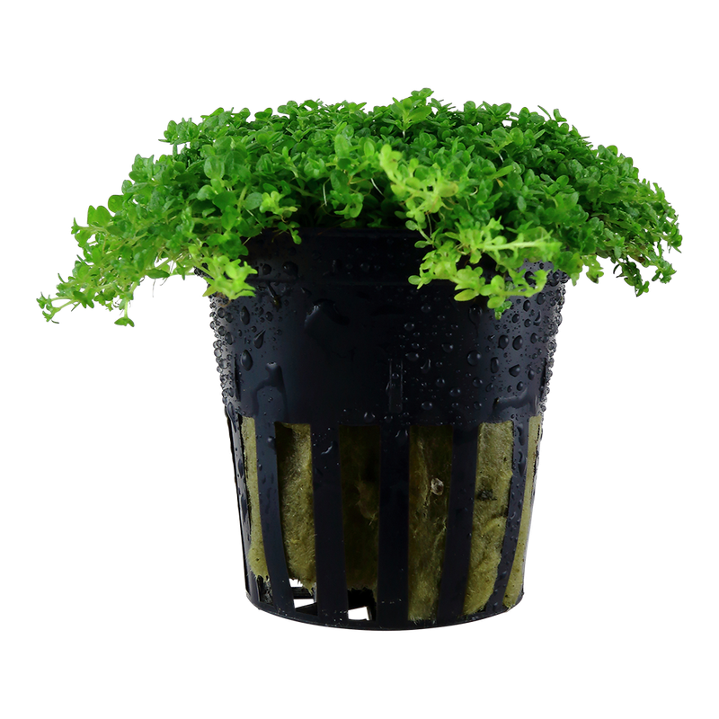 Micranthemum callitrichoides ´Cuba´ Micranthemum callitrichoides ´Cuba´