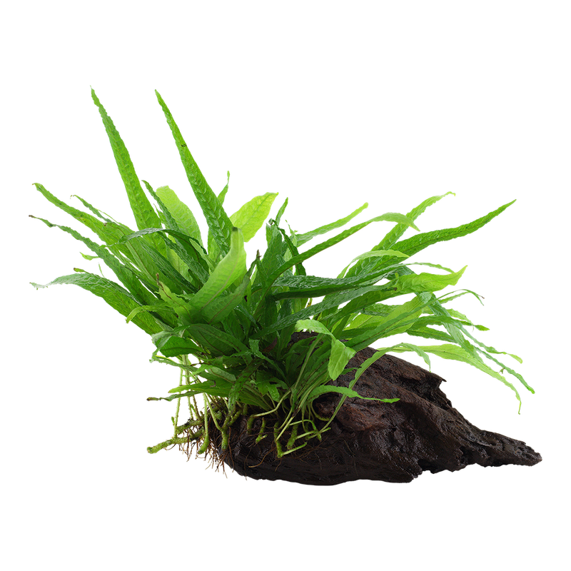 Microsorum pteropus 'Narrow' på rot