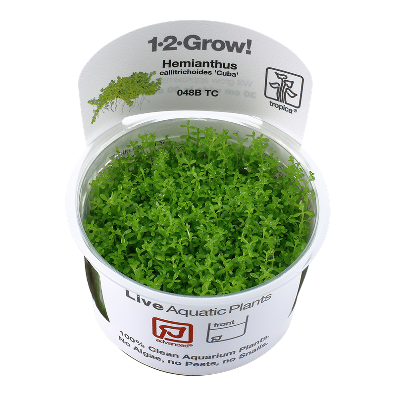 Micranthemum callitrichoides 'Cuba'