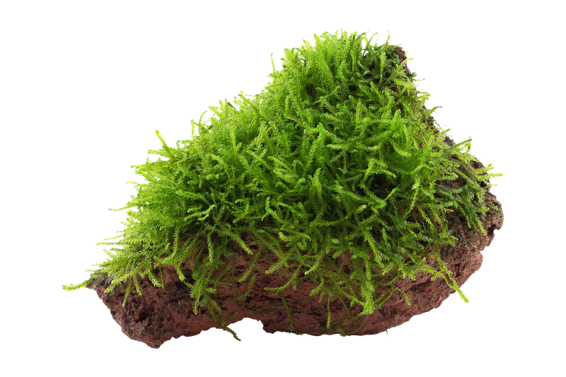 Taxiphyllum barbieri på lavasten