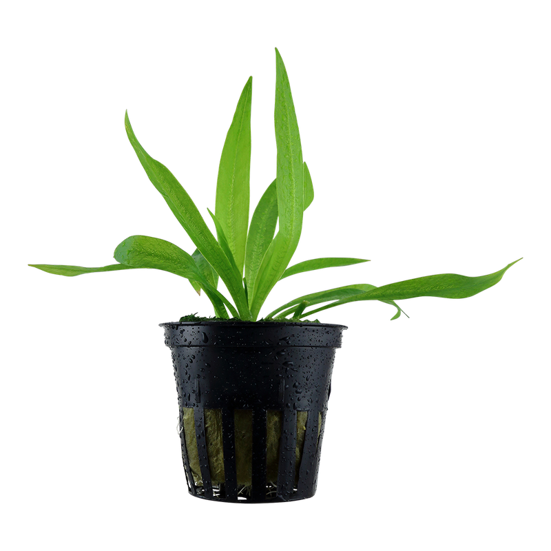 Helanthium bolivianum 'Quadricostatus' Helanthium bolivianum 'Quadricostatus'