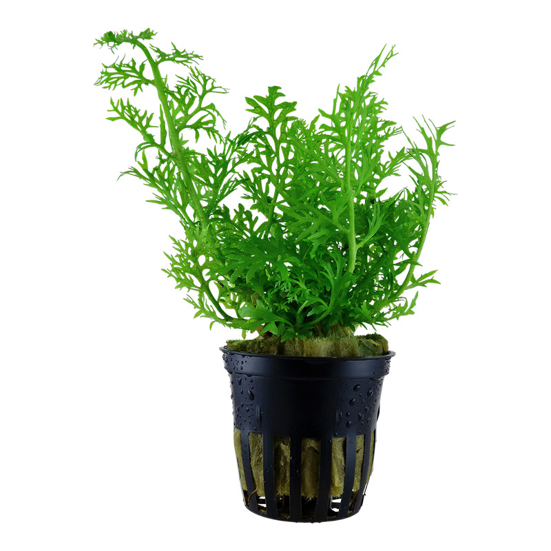 Ceratopteris thalictroides Ceratopteris thalictroides