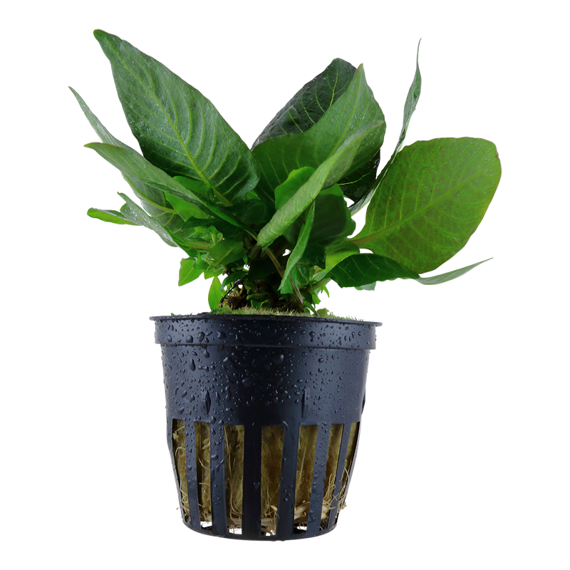 Hygrophila corymbosa 'Compact' Hygrophila corymbosa 'Compact'