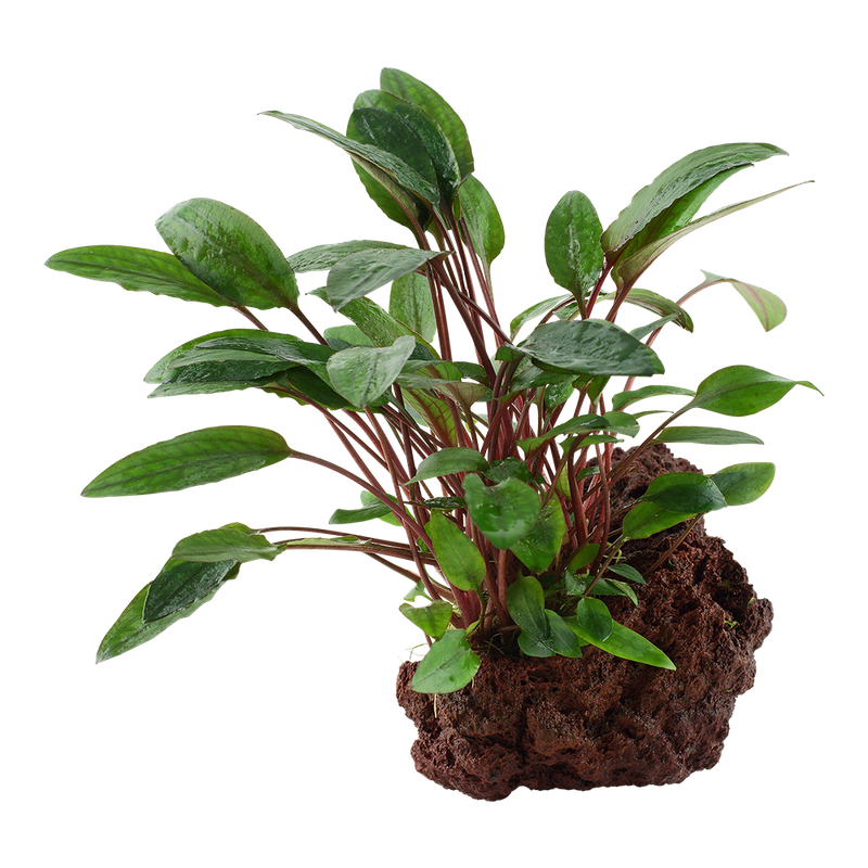 Cryptocoryne beckettii 'Petchii' på lavasten