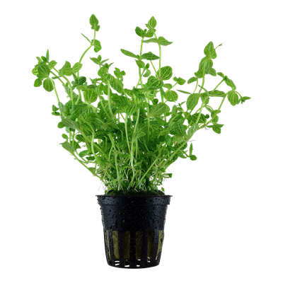 Lindernia rotundifolia