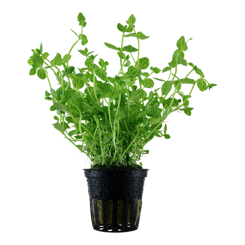 Lindernia rotundifolia Lindernia rotundifolia