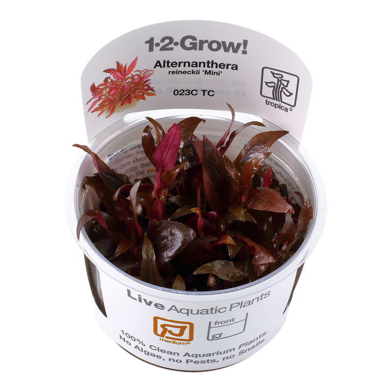 Alternanthera reineckii 'Mini' Alternanthera reineckii 'Mini'