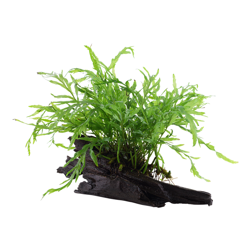 Bolbitis heudelotii på rot