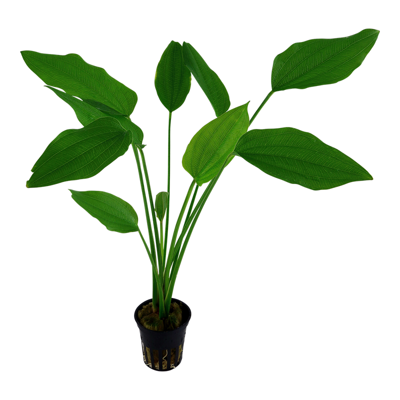 Echinodorus palifolius Echinodorus palifolius