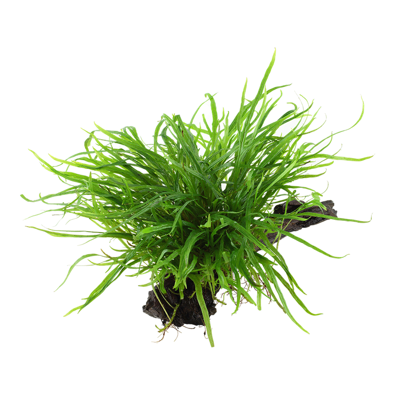 Microsorum pteropus 'Trident' på rot