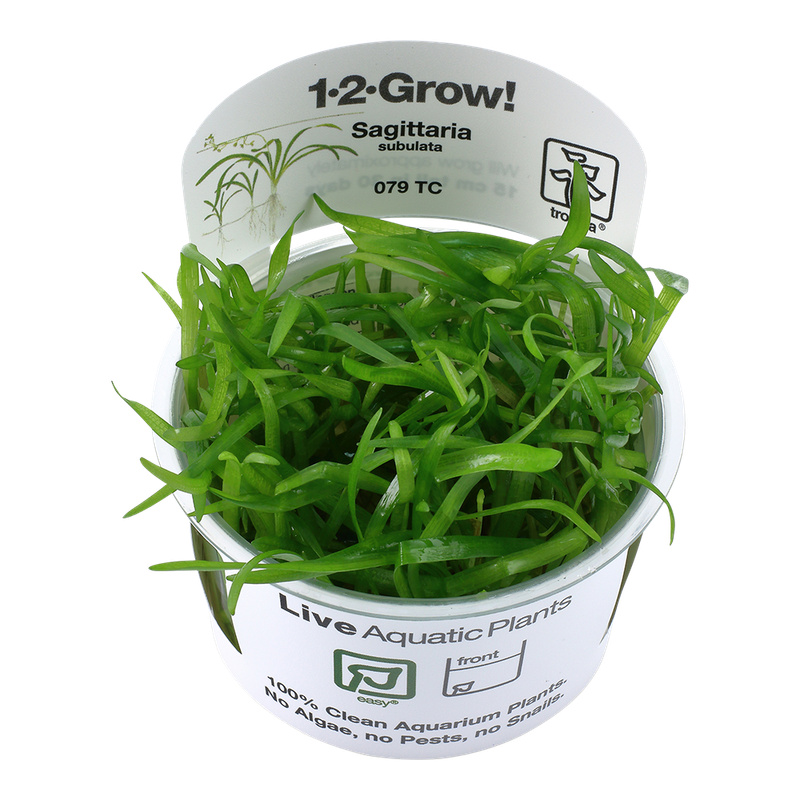 Sagittaria subulata Sagittaria subulata