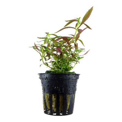 Limnophila hippuridoides Limnophila hippuridoides