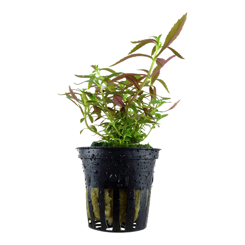 Limnophila hippuridoides Limnophila hippuridoides