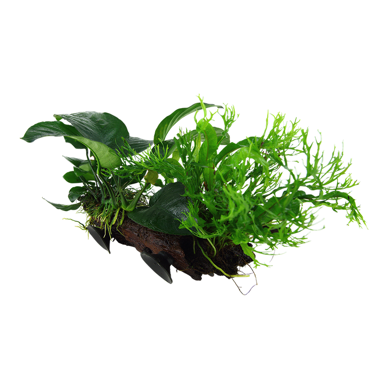 Microsorum sp, på rot med sugkopp XL