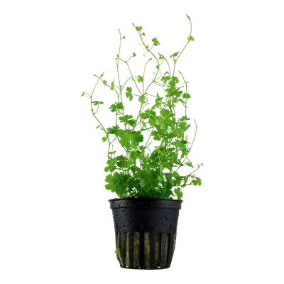 Hydrocotyle tripartita