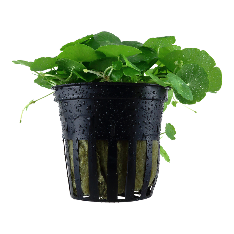 Hydrocotyle verticillata Hydrocotyle verticillata