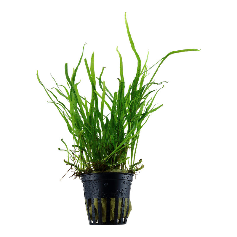 Microsorum pteropus 'Trident' Microsorum pteropus 'Trident'