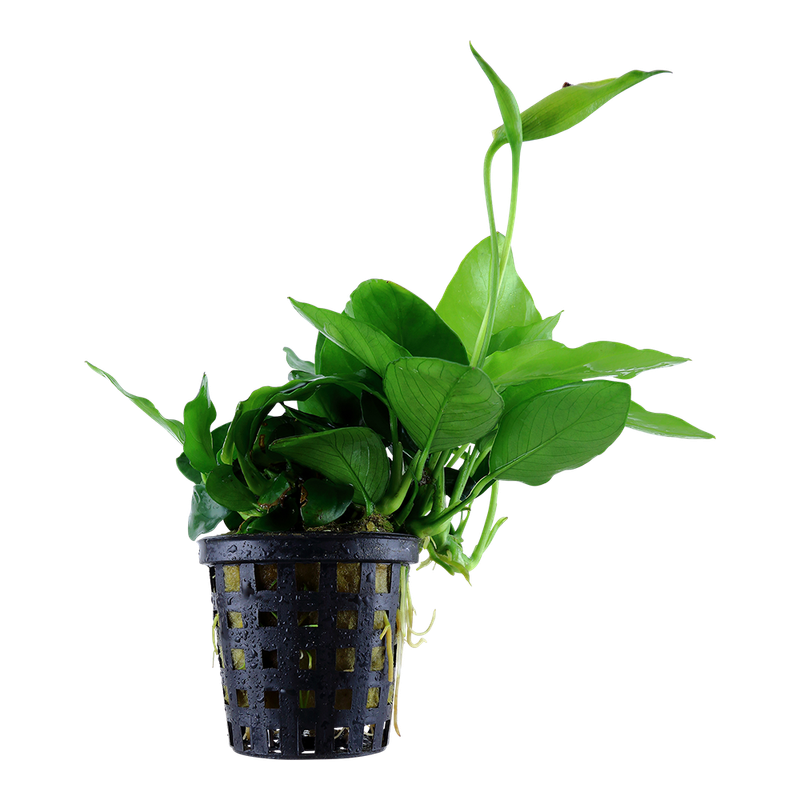 Anubias barteri var, nana 'Large' Anubias barteri var, nana 'Large'