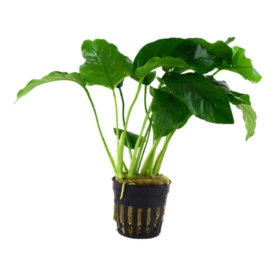 Anubias barteri var, barteri