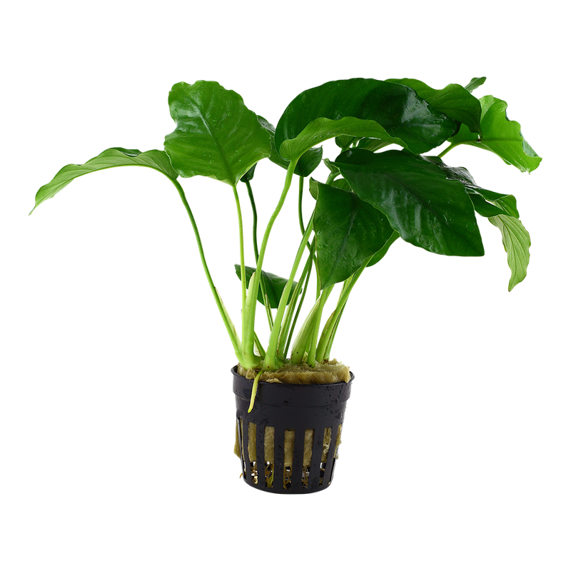 Anubias barteri var, barteri Anubias barteri var, barteri