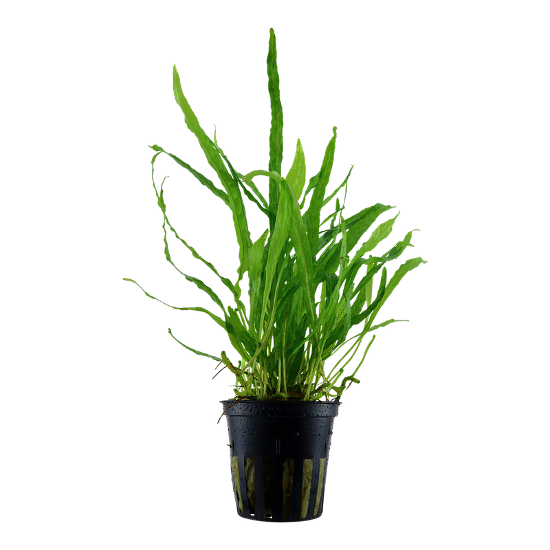 Microsorum pteropus 'Narrow' Microsorum pteropus 'Narrow'