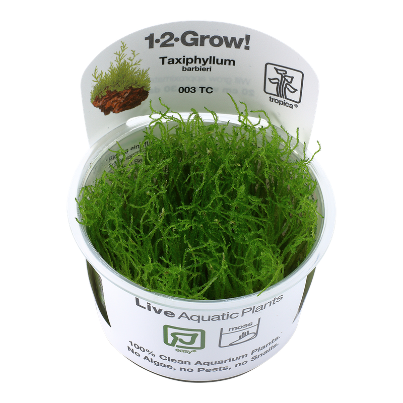 Taxiphyllum barbieri Javamossa Bogor Moss Taxiphyllum barbieri Javamossa Bogor Moss
