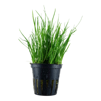 Lilaeopsis mauritiana Lilaeopsis mauritiana