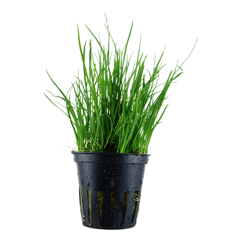 Lilaeopsis mauritiana Lilaeopsis mauritiana