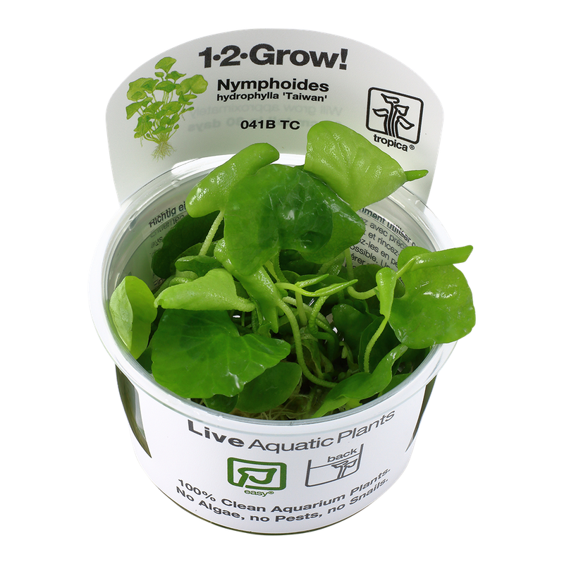 Nymphoides hydrophylla 'Taiwan' Nymphoides hydrophylla 'Taiwan'