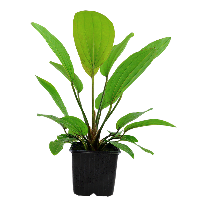 Echinodorus 'Rosé'