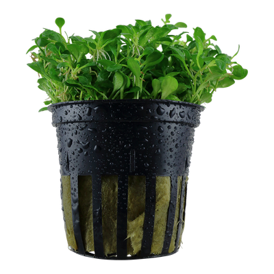 Glossostigma elatinoides