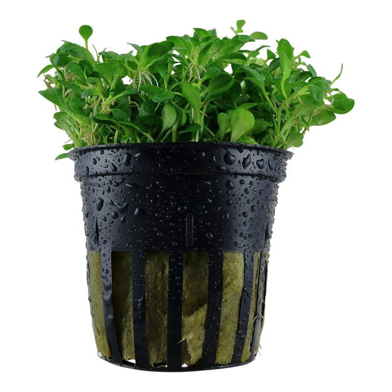 Glossostigma elatinoides Glossostigma elatinoides