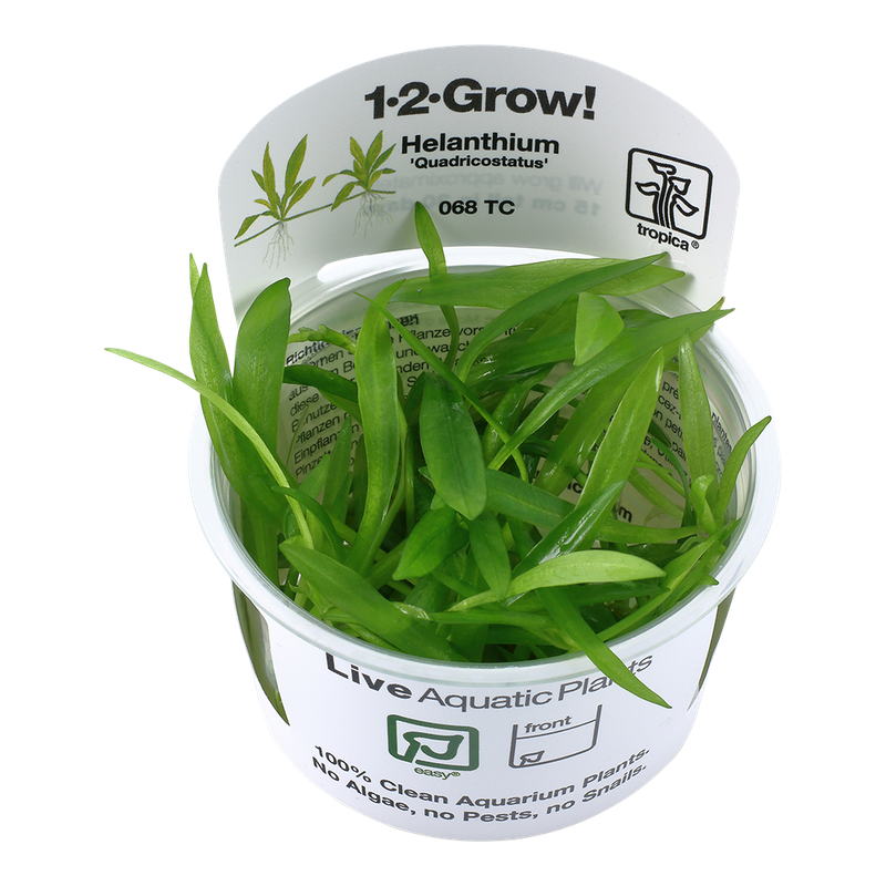 Helanthium bolivianum 'Quadricostatus' Helanthium bolivianum 'Quadricostatus'