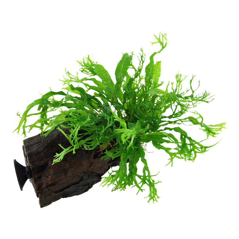 Microsorum pteropus 'Windeløv' på rot med sugkopp