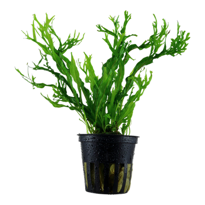 Microsorum pteropus 'Windeløv' Microsorum pteropus 'Windeløv'