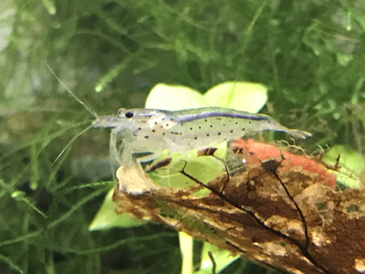 Amano