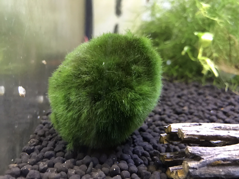 Mossboll S