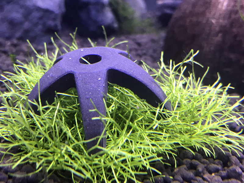 Shrimp Cave
