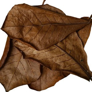 Catappa löv - 5 st