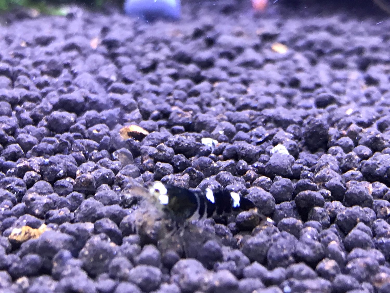 Super Crystal Black