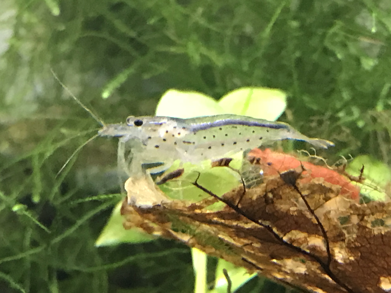 Amano